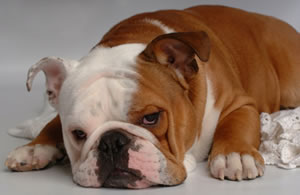 Bulldog