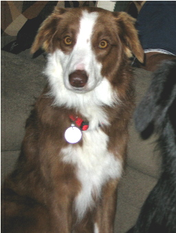 Chili the Border Collie