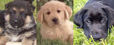 GDA Breeds
