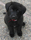 Little Linus
