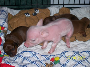 Pinky The Piglet 1