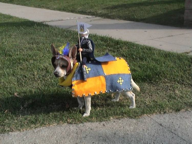 funny pictures of dogs in costumes. dog costume for Derby.