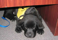 Stetson Guide dog puppy under the desk