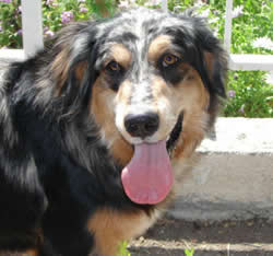 Abigail the Aussie