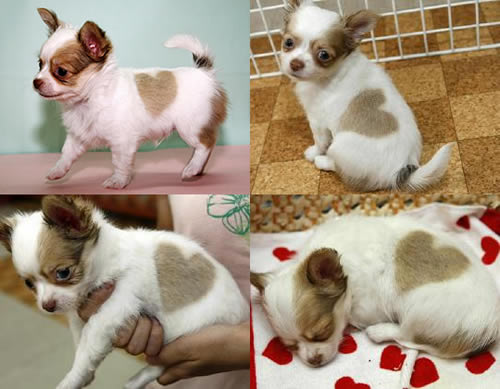 love heart puppy