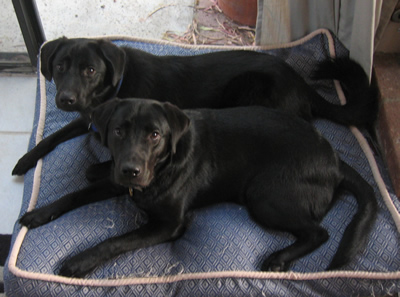 Stetson and Linus Stetson and Linus