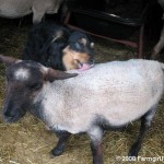 Australian Shepherd Mix And His Sheep