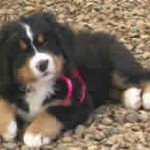 Bernese Mountain Dog Puppy