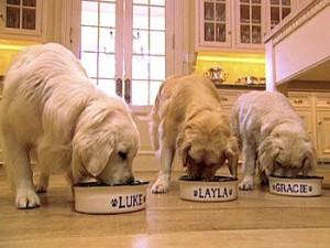 Oprahs Goldens
