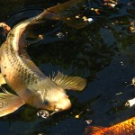 koi Koi Fish