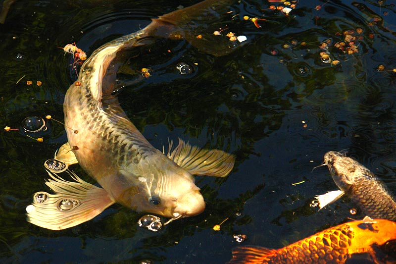přípravky pro ryby v zahradním rybníčku, přípravek pro ryby v zahradním rybníku