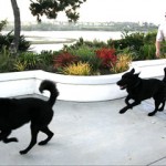 Me Chasing my Dogs
