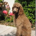 Monty the Standard Poodle