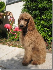 Monty the Standard Poodle