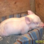 pink2 Pink Resting