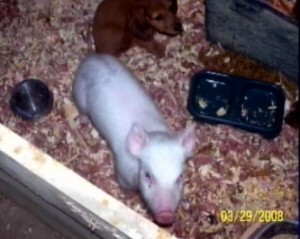 pinknew Pink and Puppy