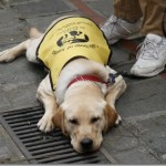 Puppy In Training