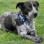 queenslandheeler Queensland Heeler Mix
