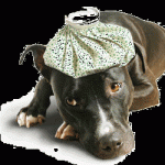 sick-dog Sick Dog