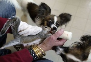 Squirrel and Dog