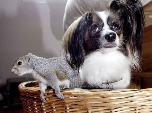 Squirrel and Dog