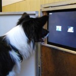 dog-watching-tv