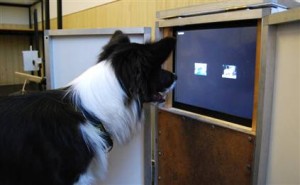Dog Watching TV Dog Watching TV - picture is from the University of Vienna