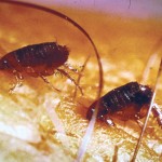 Fleas Fleas