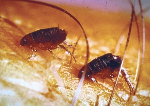 Fleas Fleas