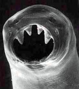 hookworms hookworm