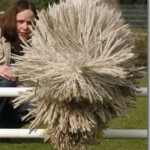 Dog or Mop Dog or Mop