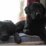 Stetson and Linus - Black Labs Stetson and Linus