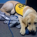 Ace Chewing on Toy In My Office