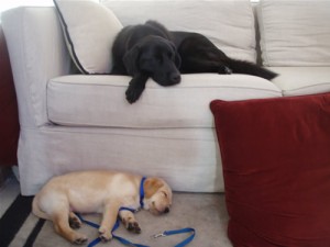 Derby with Linus on the couch Derby with Linus on the couch