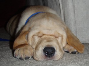 Derby the lab wants to be a sharpei Derby the lab wants to be a sharpei
