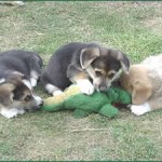 Puppies At Play