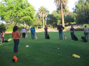 Puppy Trial Practice Puppy Trial Practice