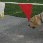 Yellow Lab vs the Hot Dogs
