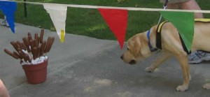 Yellow Lab vs the Hot Dogs Yellow Lab vs the Hot Dogs