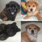 Chow Lab Mix Chow Lab Mix