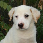 Ditty the Labrador Retriever Chow Mix