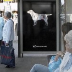 KNGF Guide Dogs