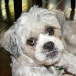 Lhasa Apso Mix