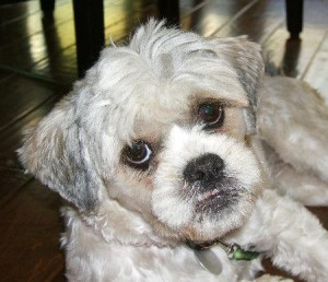Lhasa Apso Mix Lhasa Apso Mix