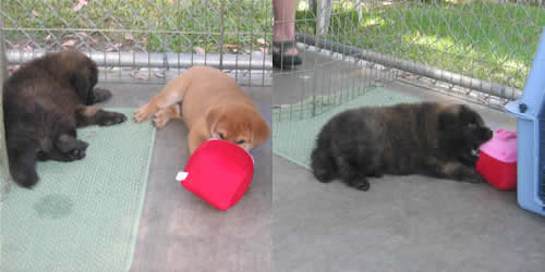 dachshund golden retriever mix puppies. Chow Chow Labrador Retriever