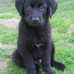 Puppy Linus 2 Puppy Linus 2