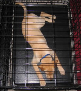 derby_crate
