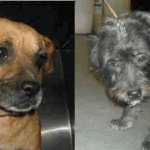 Pregnant Dogs