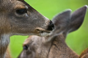 Alaska Caribou