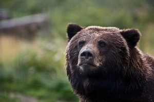 bear-1